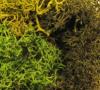 Battlefields: Summer Undergrowth 1