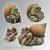 Chaos Snail #4